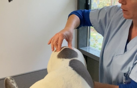 osteopathie et acuponcture