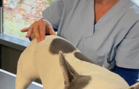 osteopathie et acuponcture