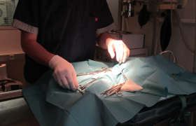 Chirurgie