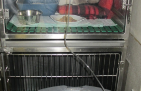 Hospitalisation